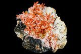 Bright Orange Crocoite Crystal Cluster - Tasmania #182722-1